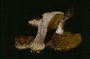 Cortinarius cupreorufus image