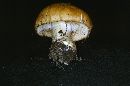 Cortinarius crassus image