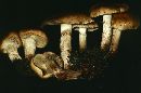 Pholiota lubrica image