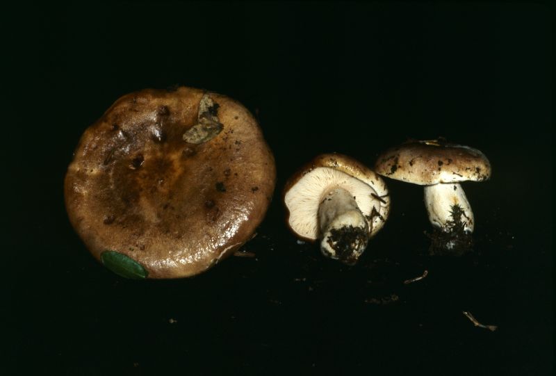 Lactarius caespitosus image
