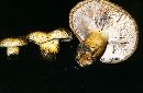 Lactarius repraesentaneus image