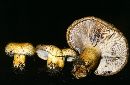 Lactarius repraesentaneus image