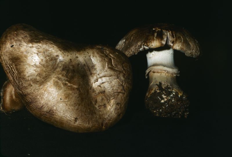 Agaricus rutilescens image