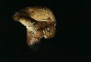 Lactarius deliciosus image