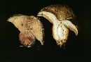 Lactarius deliciosus var. areolatus image