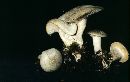 Clitocybe odora image