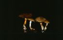 Cortinarius illuminus image