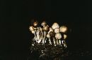 Psathyrella circellatipes image