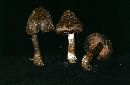 Inocybe umbrina image