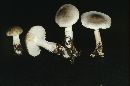 Tricholoma saponaceum image