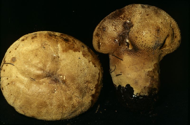 Calvatia excipuliformis var. excipuliformis image