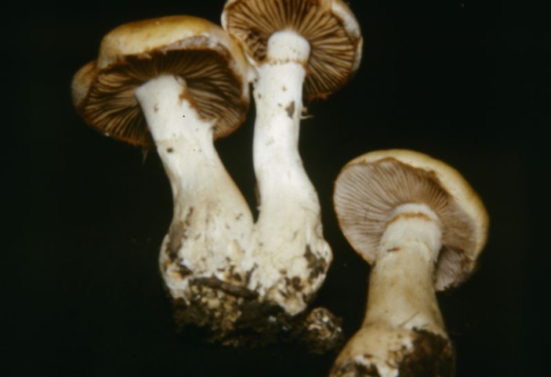 Cortinarius cliduchus image