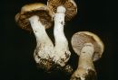 Cortinarius cliduchus image