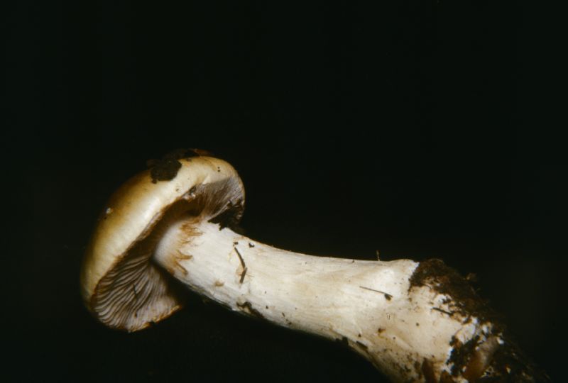 Cortinarius cliduchus image