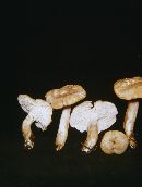 Hydnum umbilicatum image