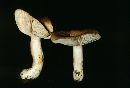 Lactarius caespitosus image