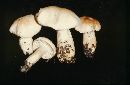 Hygrophorus pudorinus image