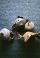 Geastrum schmidelii image