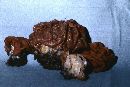 Gyromitra gigas image