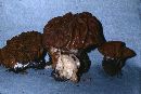 Gyromitra gigas image