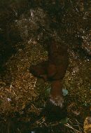 Gyromitra gigas image