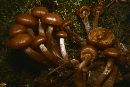 Kuehneromyces vernalis image