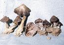 Entoloma tortuosum image