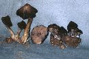 Entoloma tortuosum image