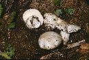 Hygrophorus subalpinus image