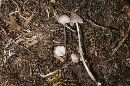 Mycena alcalina image