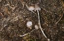 Mycena alcalina image