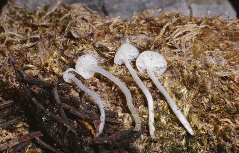 Mycena crystallina image