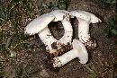 Clitocybe robusta image