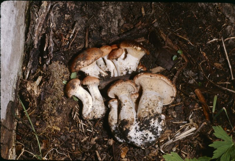 Cleistocybe gomphidioides image