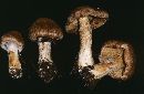 Inocybe dulcamara image