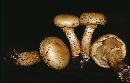 Pholiota squarrosa image