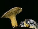 Hypomyces luteovirens image