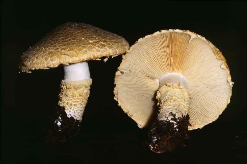 Floccularia luteovirens f. luteovirens image