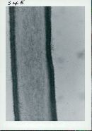 Floccularia luteovirens image