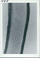 Floccularia luteovirens image