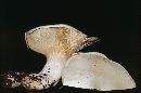 Clitocybe robusta image