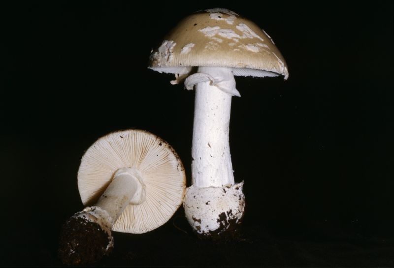 Amanita pantherina var. pantherina image