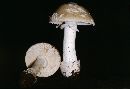 Amanita pantherina var. pantherina image