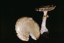 Amanita pantherina var. pantherina image