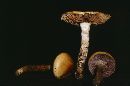 Cortinarius collinitus image