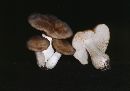 Entoloma avellaneum image