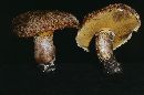 Suillus lakei image