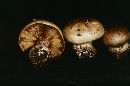 Cortinarius cupreorufus image