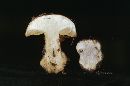 Cortinarius cupreorufus image