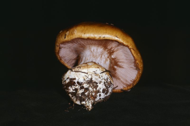 Cortinarius metarius image